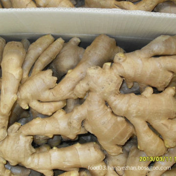 Chinese Ginger (Fresh ginger, air dry ginger)